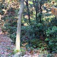 おかざき自然体験の森「散策路」Fコース