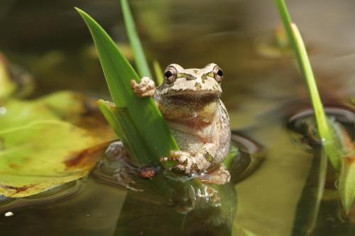 アマガエル