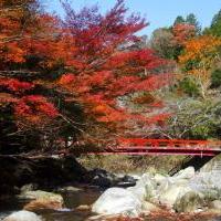 岡崎秋の紅葉と食の体験デートコース！