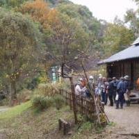 色んな桜の花を比較しよう／森の自然観察会（西三河自然観察会）