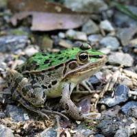 トノサマガエル
