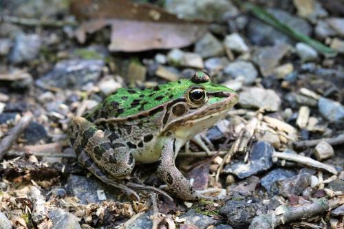 トノサマガエル