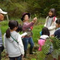「森に森林浴に行こう／植物観察会（愛知植物の会）」