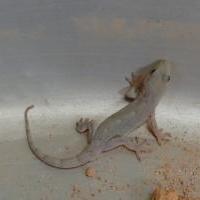 ヤモリ