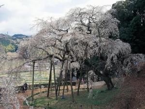 奥山田のしだれ桜から風情たっぷりコース