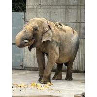 「ゾウのふじ子」の誕生日会【東公園動物園】