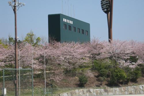 公園の花々