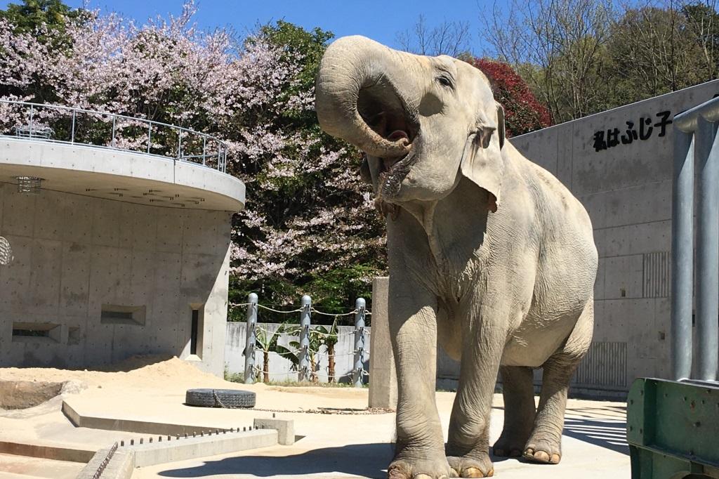 くらべてみよう！「いろんな動物の歯」編【東公園動物園】