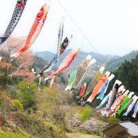日近の里で鯉のぼりあげ(2026年)