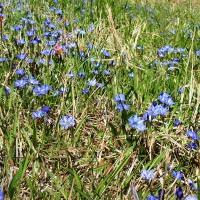 北山湿地の“守り人”になろう　保全活動と特別観察会