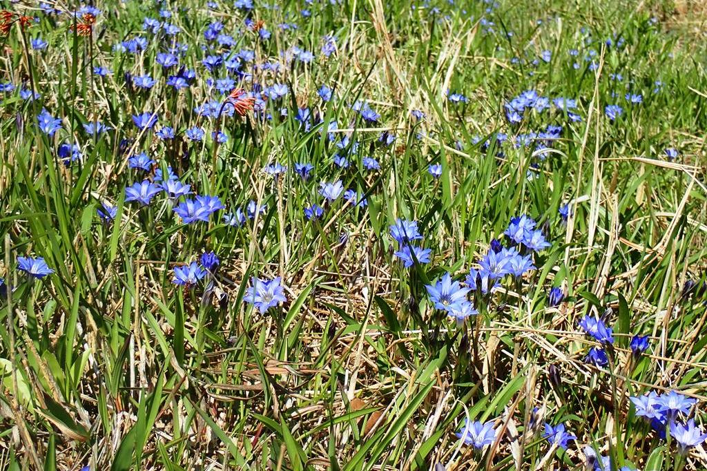 北山湿地の“守り人”になろう　保全活動と特別観察会