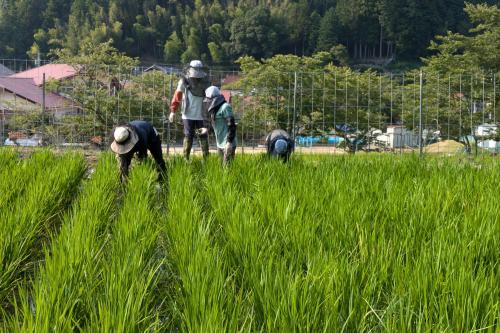 有機稲づくりの田草取り体験