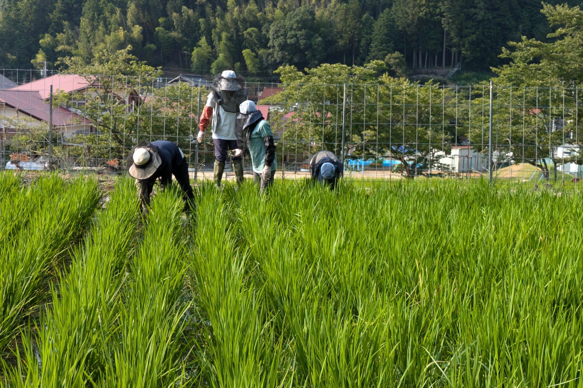 有機稲づくりの田草取り体験