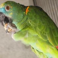 アオボウシインコ
