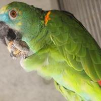 アオボウシインコ