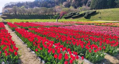 2023年のチューリップ開花情報です