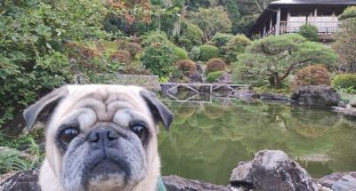 「秋のワンコと奥殿陣屋写真展」開催します！