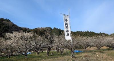 2025年梅の開花情報