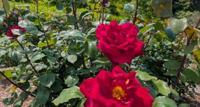 2025年バラの開花情報