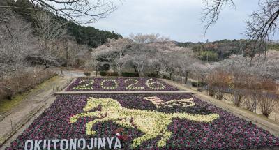 葉牡丹で2026年の干支「うま(馬)」を描きました！