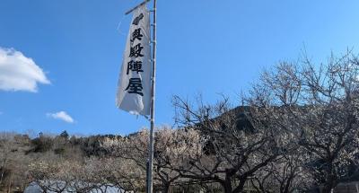 2026年梅の開花情報