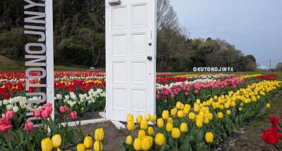 2026年のチューリップ情報