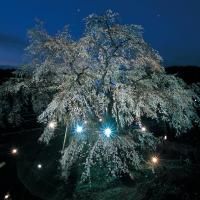 樹齢1300年のしだれ桜