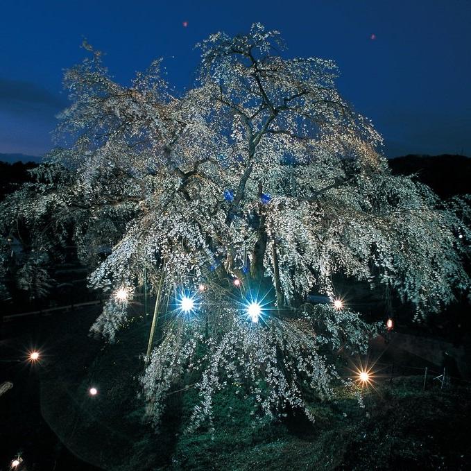 樹齢1300年のしだれ桜