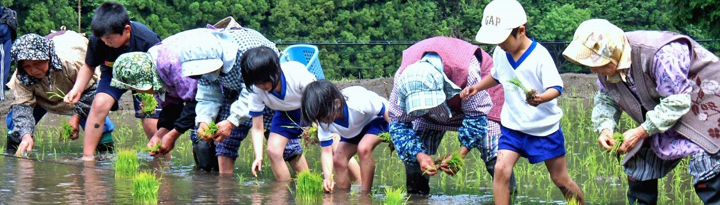 おいしい水と米「ホタルの舞（米）」