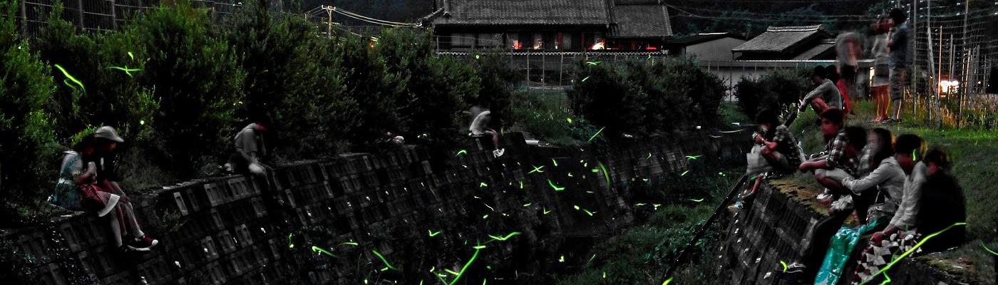 鳥川のホタル飛翔状況はこちら