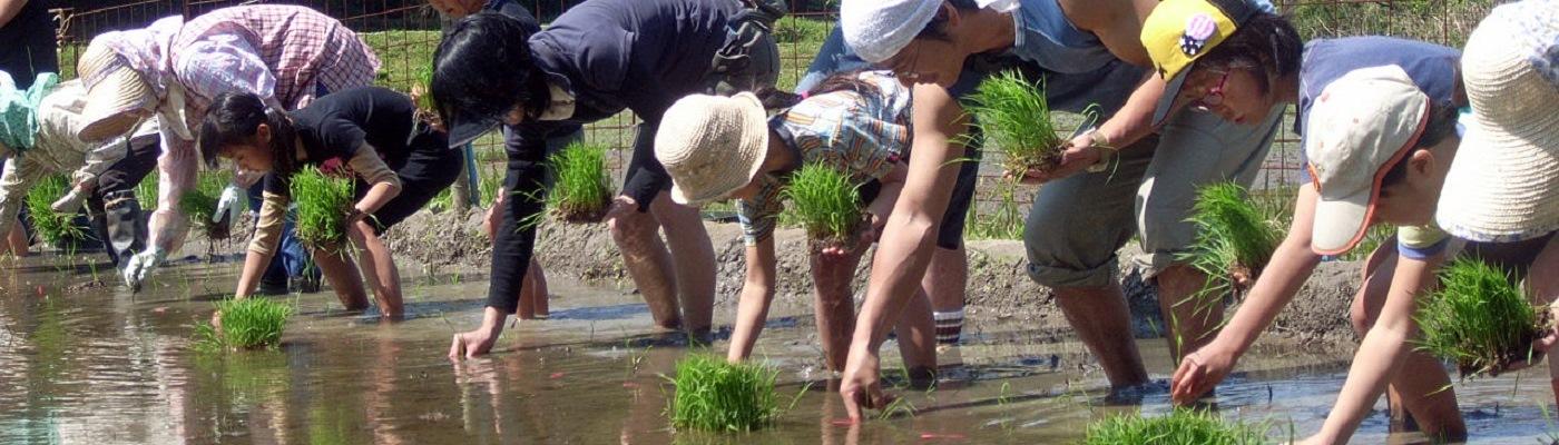 昔ながらの稲作体験「田植え」