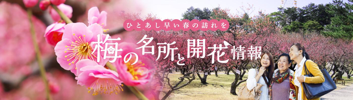 梅の名所と開花情報