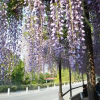 春の花開花速報はこちら！