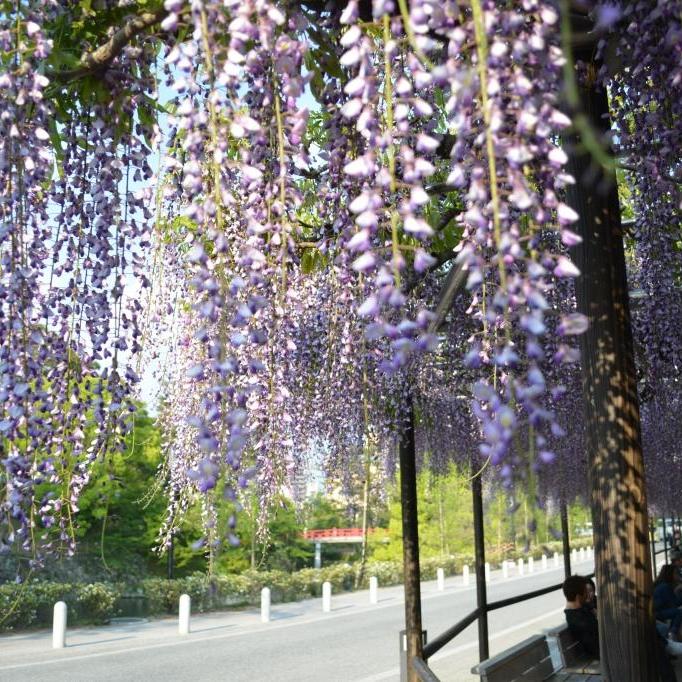 春の花開花速報はこちら！