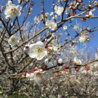 梅の開花速報はこちら！