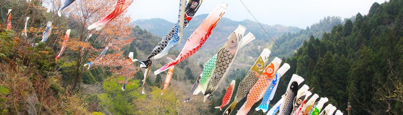 日近の空に鯉が舞う