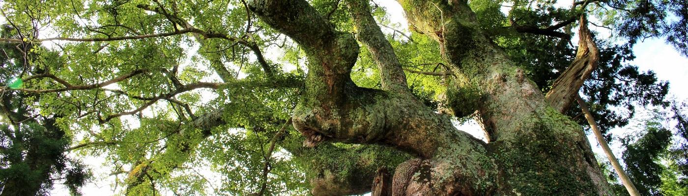 1000年の古木「寺野の大クス」