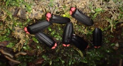 ホタルサポーター活動