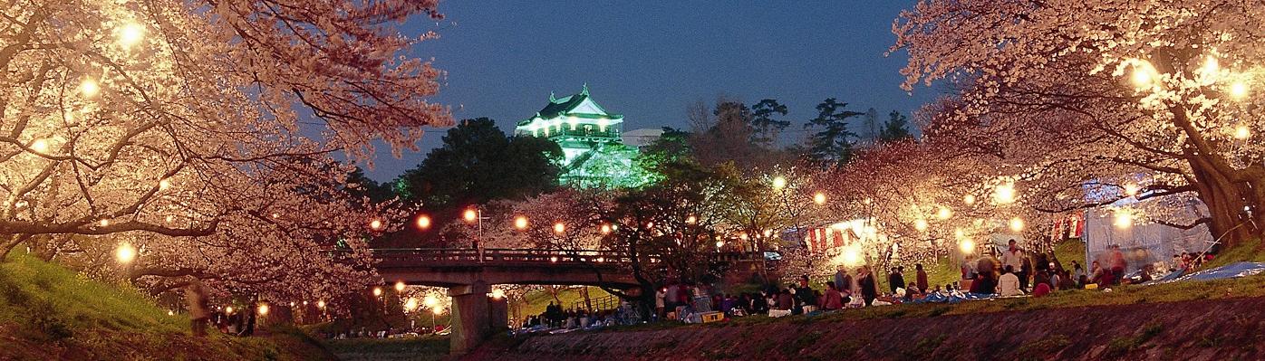 東海屈指の夜桜