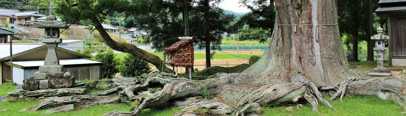 夏山の根上がり杉