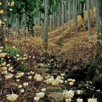 千万町ミツマタ群生地