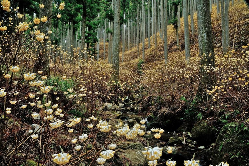 千万町ミツマタ群生地