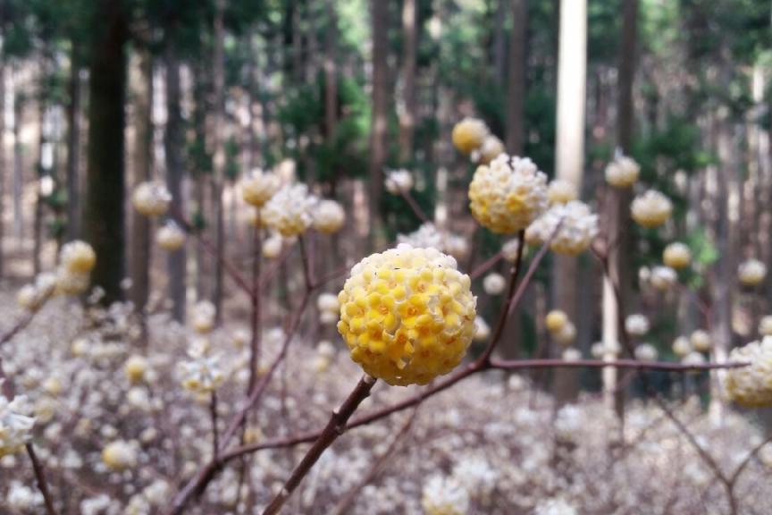 千万町ミツマタ群生地