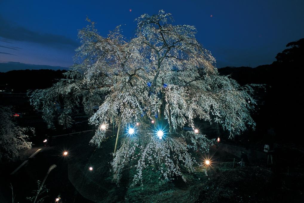 奥山田のしだれ桜