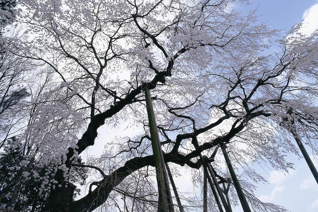 奥山田のしだれ桜