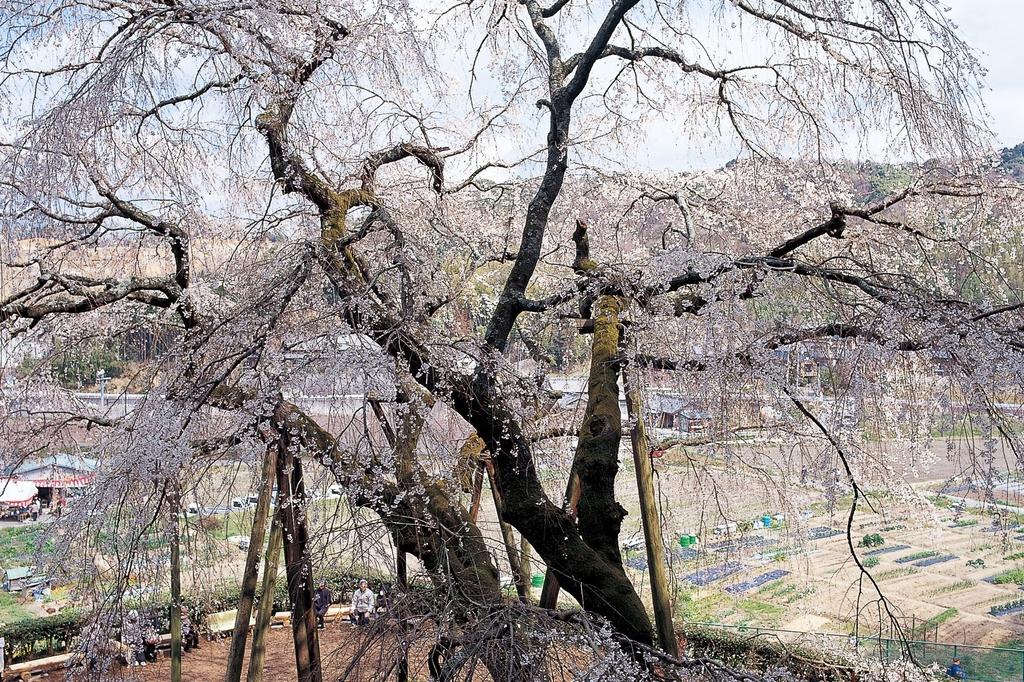 奥山田のしだれ桜