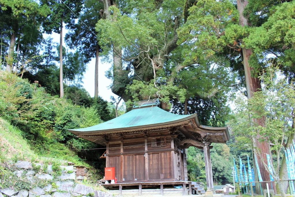 寺野の大楠