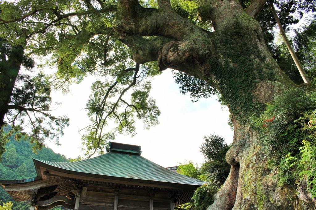 寺野の大楠
