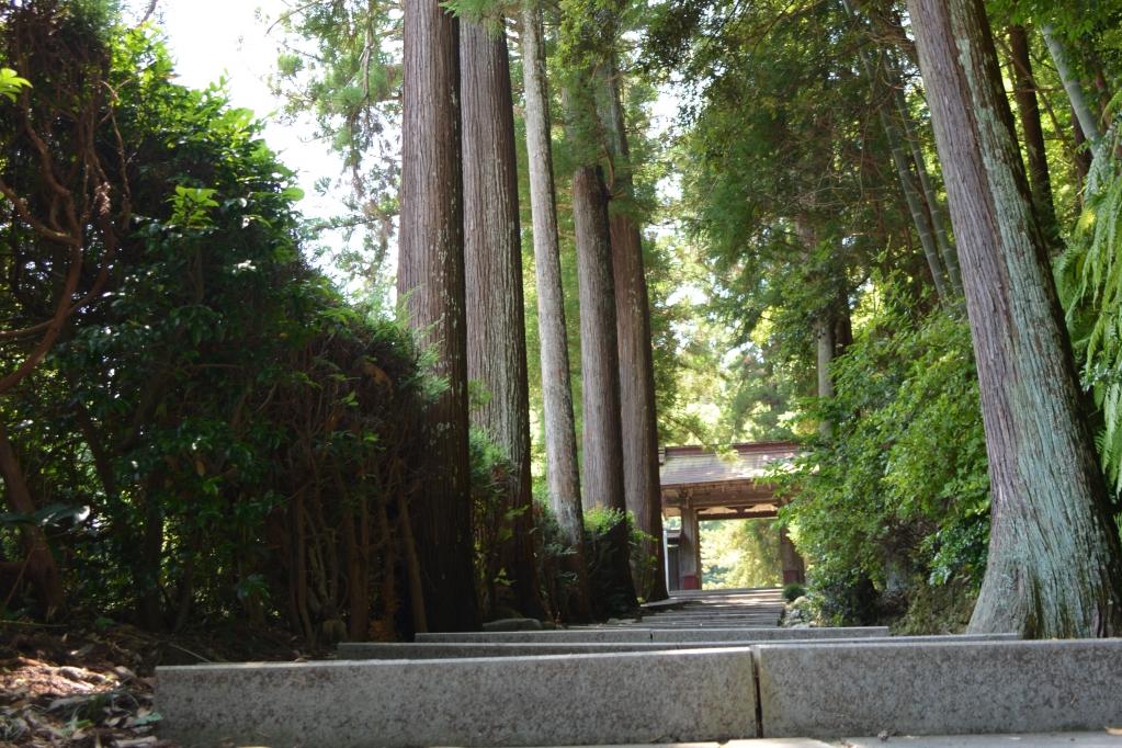 龍渓院・杉木立