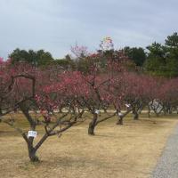 葵梅林（南公園内）